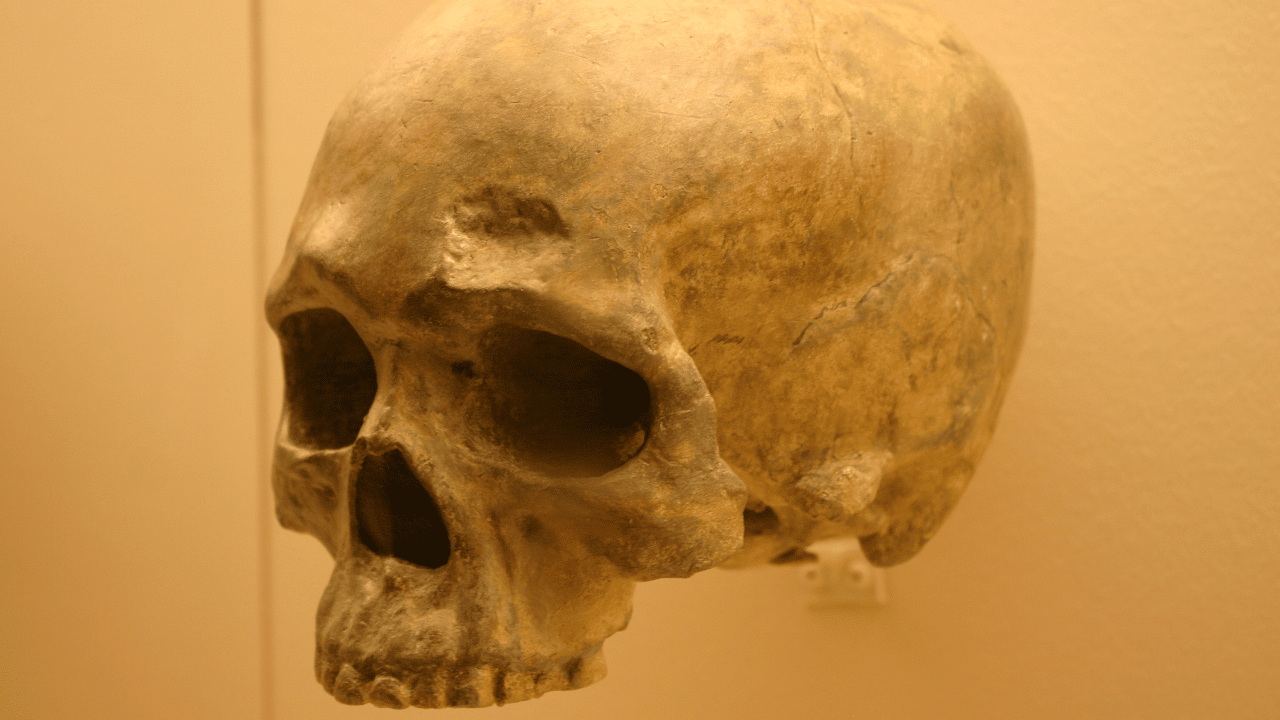 Il cervello umano si è rimpicciolito 3000 anni fa? thumbnail