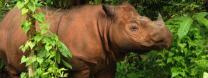 Photo 1 Sumatran Rhino 3 C Bill Konstant International Rhino Foundation
