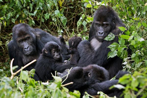 Come salvare i Gorilla Riciclando i Vostri Cellulari Usati thumbnail