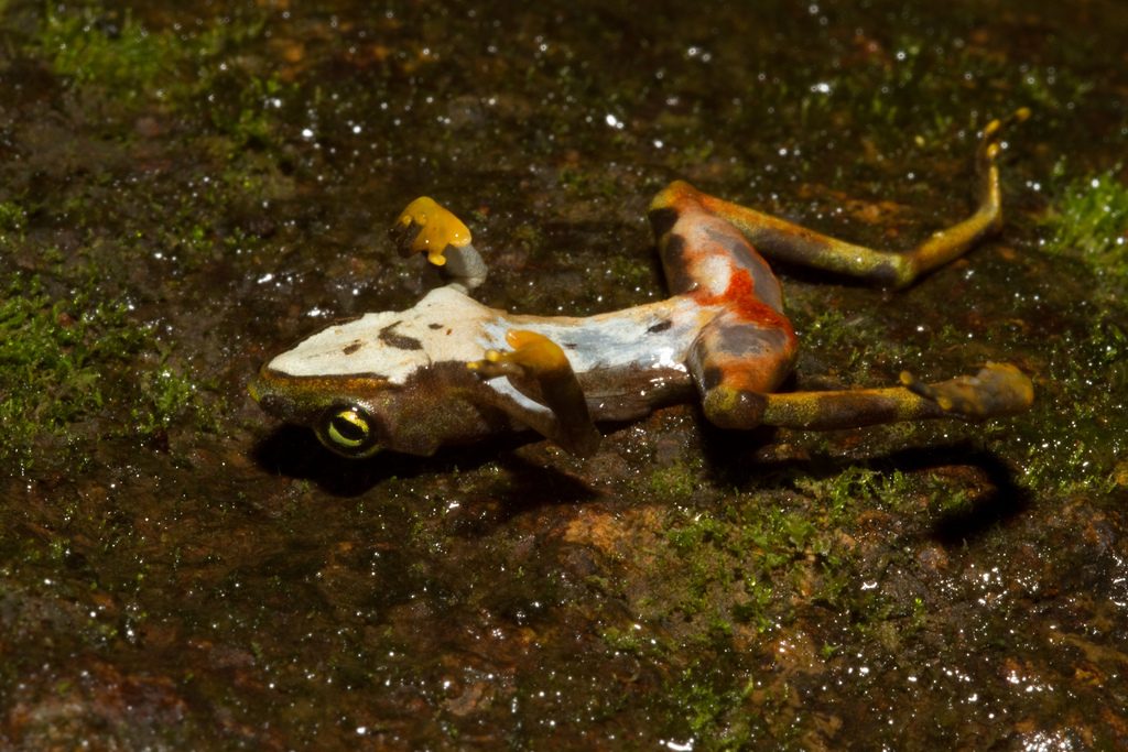 Foto di una rana morta a causa della chitridiomicosi. Credit: Brian Gratwicke https://bit.ly/1Jo2BfQ
