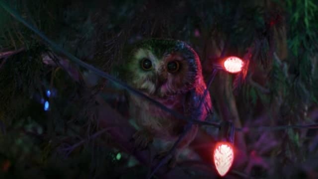 hawkeye owl post-credit scena-min