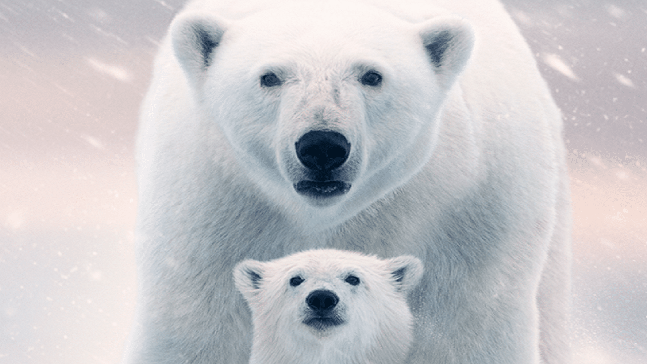 Ecco il trailer di Polar Bear, il nuovo film di Disneynature thumbnail