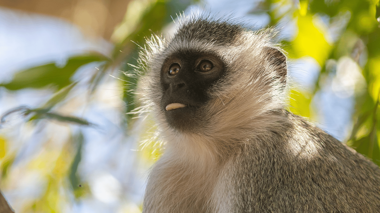 Che cosa sappiamo del vaiolo delle scimmie? thumbnail