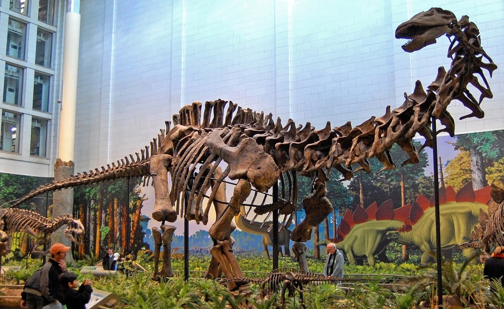 Apatosaurus-louisae-Wikipedia-1-min