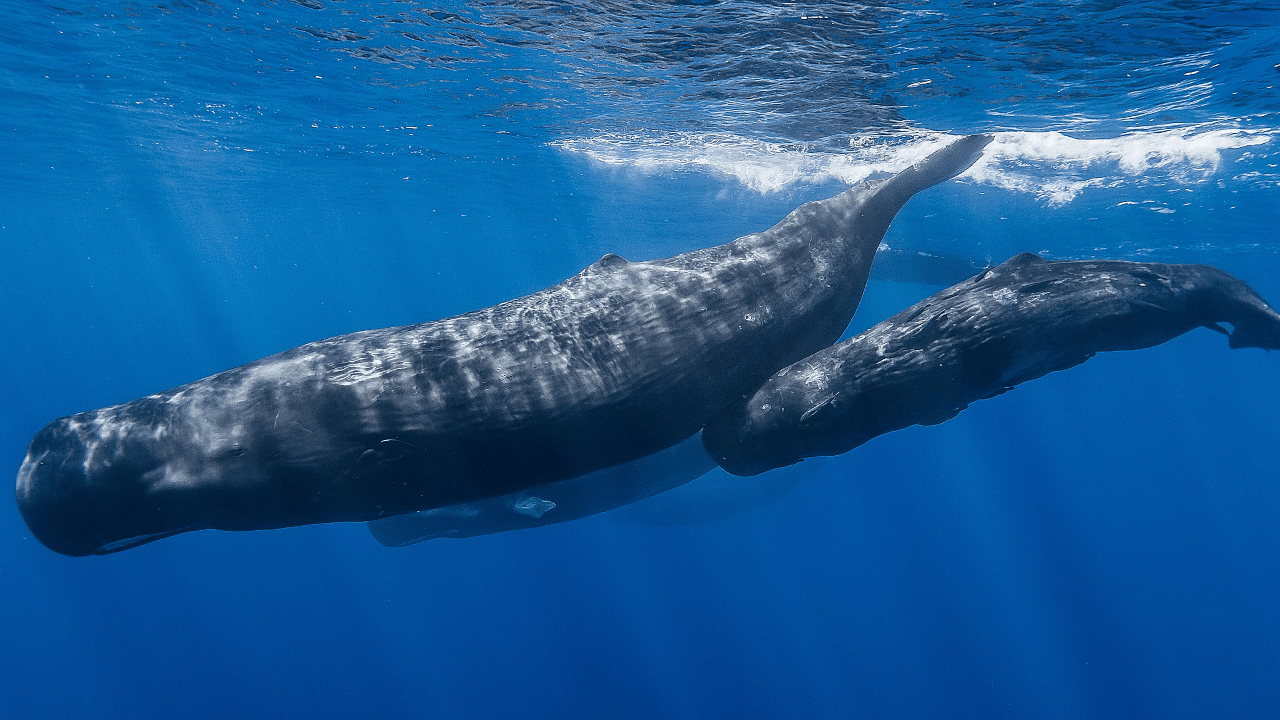 Monitorare le balene con la fibra ottica thumbnail