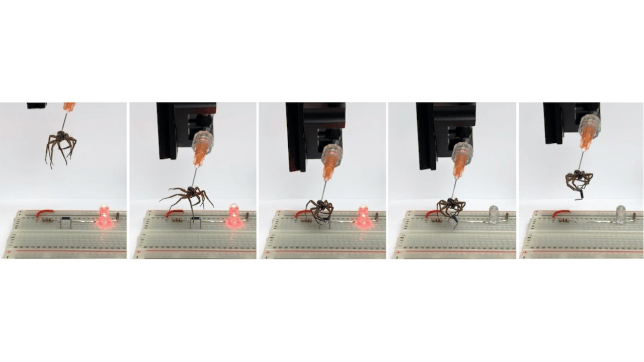 Il robot da incubo creato con un ragno morto thumbnail