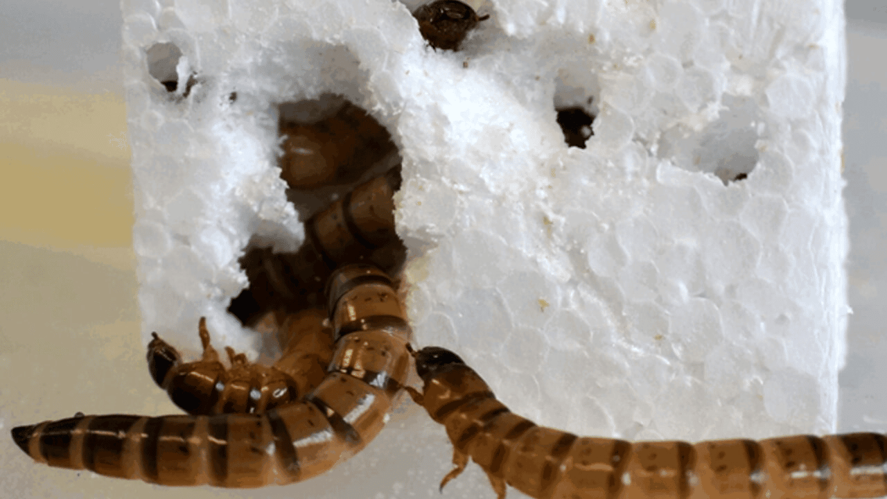 Le larve capaci di nutrirsi di polistirolo thumbnail