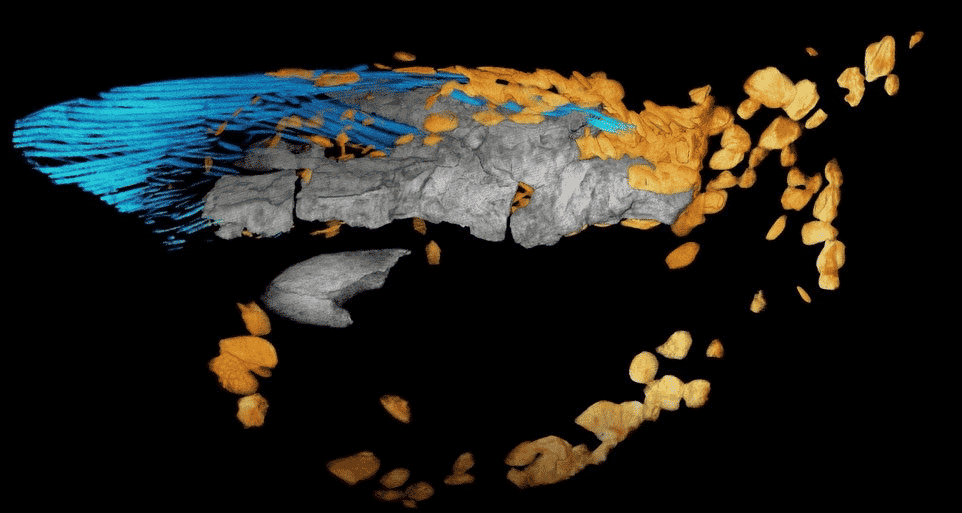 pesce preistorico acqua tomografia