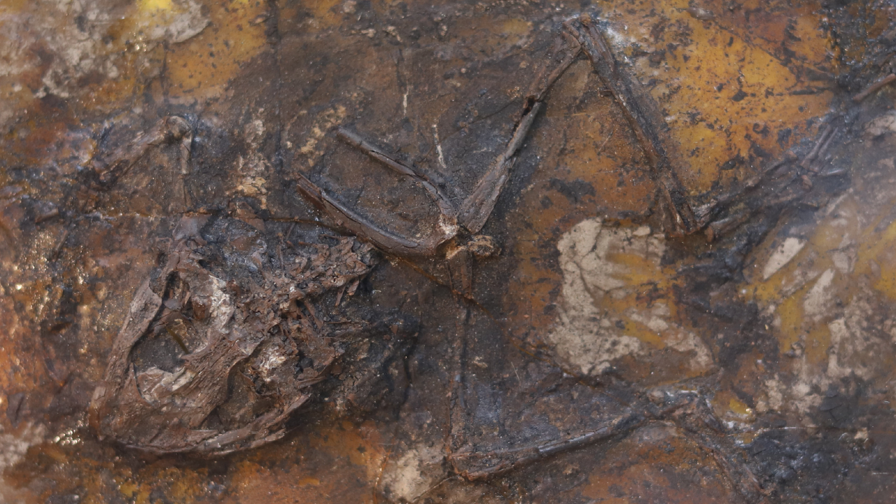 Queste rane preistoriche sono morte per colpa del sesso thumbnail