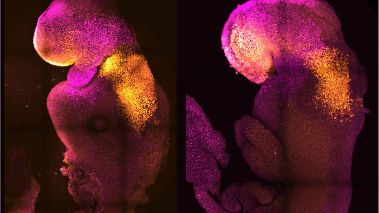 Gli embrioni di topo artificiali con un cervello e un cuore pulsante thumbnail