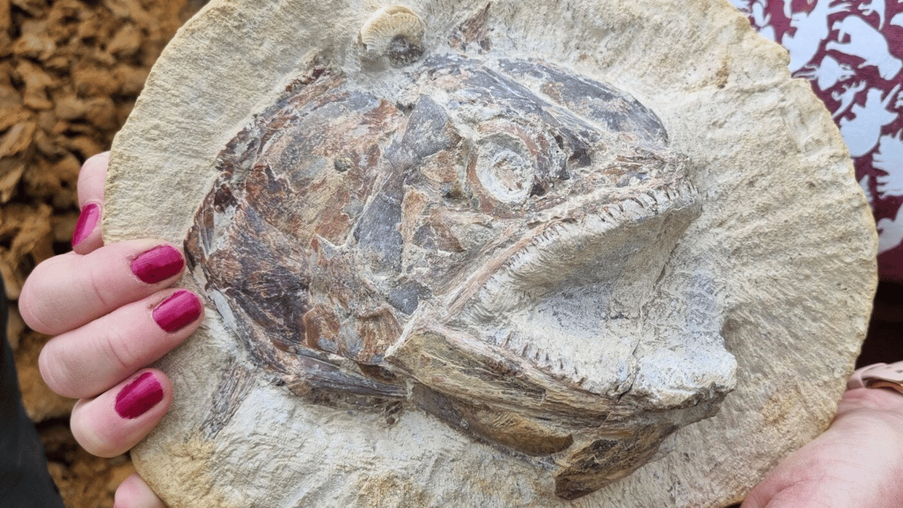 I fossili marini scoperti sotto un pascolo inglese thumbnail