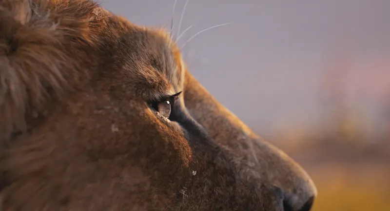 mufasa-il-re-leone-preview-barry-jenkins-00 copia